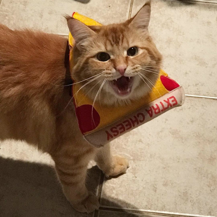 CATAMP
